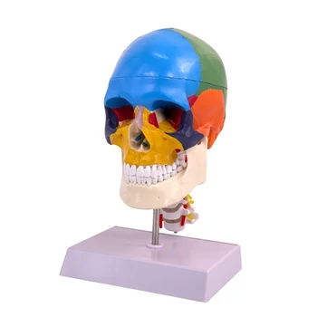 Spalvinga Gyvenimo Dydžio Žmogaus Kaukolė Galvos Modelio Žmogaus Kaukolės Anatomijos Modelis Medicinos Kokybės,Namas Kaukolė Bžūp,Gimdos Kaklelio Stuburo